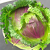 Cabbage January King